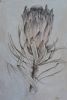 "Protea "