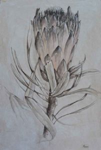 "Protea "