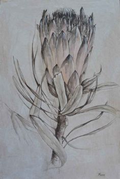 "Protea "