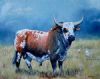 "Nguni Bull #11"