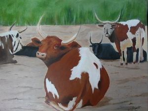 "Resting Nguni Cattle"