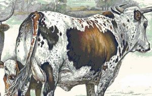 "Tri-Color Nguni Cow and Calf"