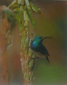 "Olive Sunbird"