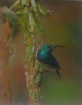 "Olive Sunbird"