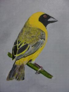 "Masked Weaver"