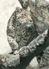 "LeopardOne"