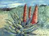 "Aloes near the Sea"