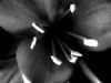 "White and black flower"