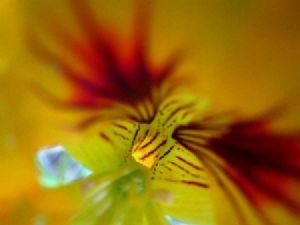 "Beauty Within"