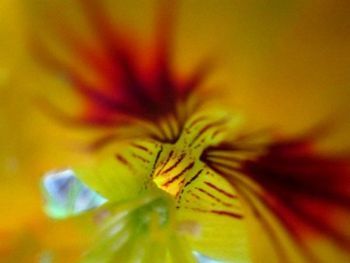 "Beauty Within"