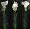 "Arum Lillies"