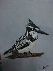 "Pied Kingfisher"