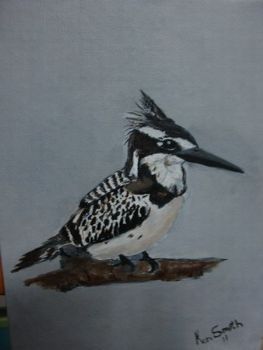 "Pied Kingfisher"