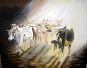 "Nguni Herd"