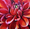 "Fiery Red Dahlia Flower"