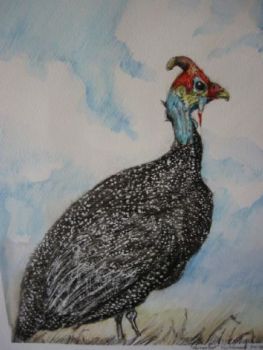 "Guinea Fowl"