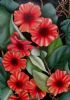 "Crimson Flowers"