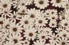 "Daisies 2"