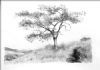 "Umgeni Acacia"