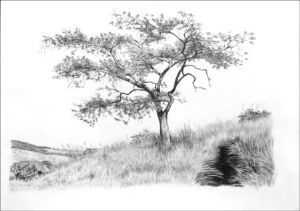 "Umgeni Acacia"