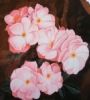"Old English Rose"