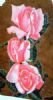 "pink roses"