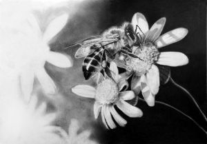"The Honeybee"