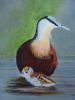 "African Jacanas and Chick"