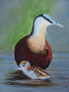 "African Jacanas and Chick"