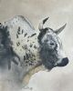 "Nguni 1"