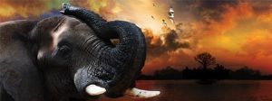 "Elephant in Kariba"