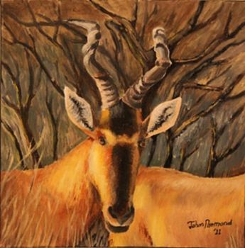 "Rooihartbees"
