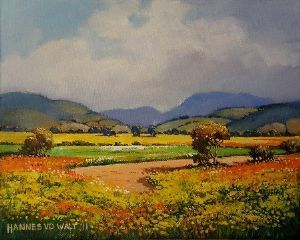 "Sparkling Namaqua Daisies"