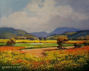"Sparkling Namaqua Daisies"