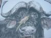 Tinted Buffalo 
