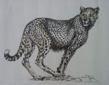 "Tinted Pregnant Cheetah"