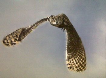 "Cape Eagle Owl"