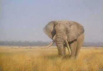 "Lone Bull"