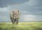Old Bull Elephant