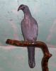 "African Grey Hornbill"