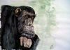 "Chimpanzee Frodo I"