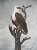 "African Fish Eagle"