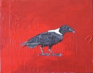 "White-Necked Raven"