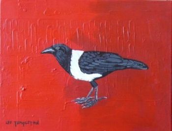 "Pied Crow"