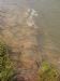 Submerged Rock