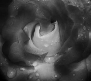 "Rose Abstract Like Water"