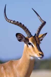"Impala"