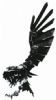 "Black Eagle"