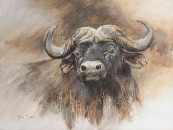 "Buffalo Portrait"