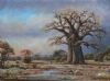 "Bushveld Baobab "